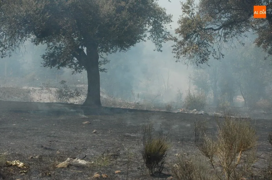 Foto 6 - Medios terrestres y a&eacute;reos controlan un violento incendio en Bogajo  