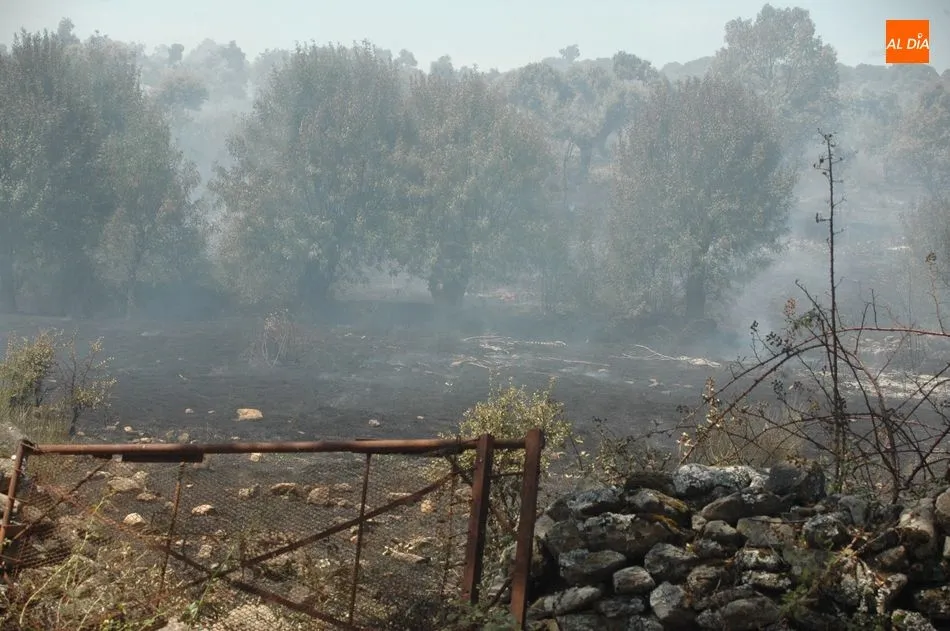 Foto 5 - Medios terrestres y a&eacute;reos controlan un violento incendio en Bogajo  