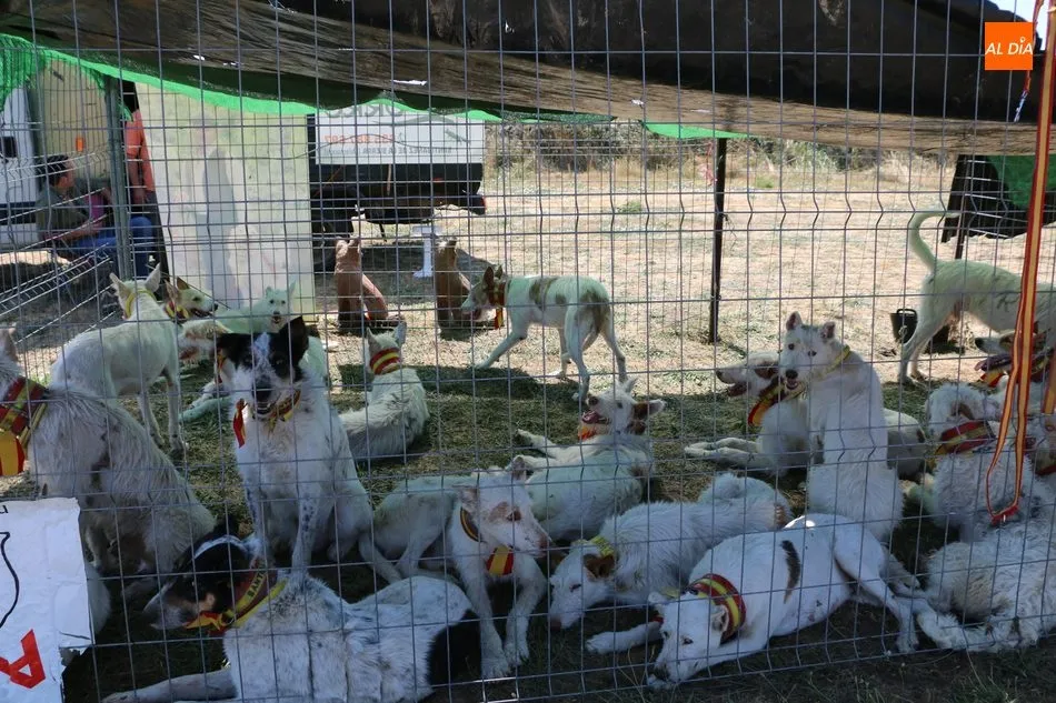 Foto 10 - La calidad se impone en la Feria Agroalimentaria de Peralejos de Abajo  