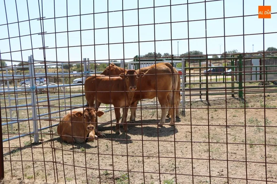 Foto 9 - La calidad se impone en la Feria Agroalimentaria de Peralejos de Abajo  