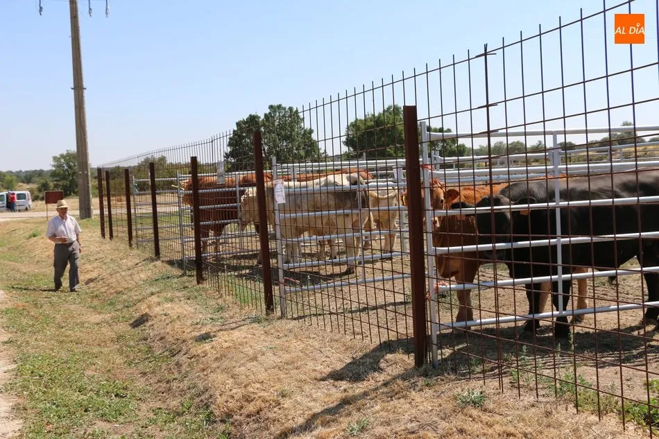Foto 8 - La calidad se impone en la Feria Agroalimentaria de Peralejos de Abajo  
