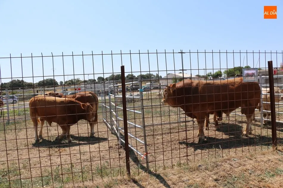 Foto 7 - La calidad se impone en la Feria Agroalimentaria de Peralejos de Abajo  