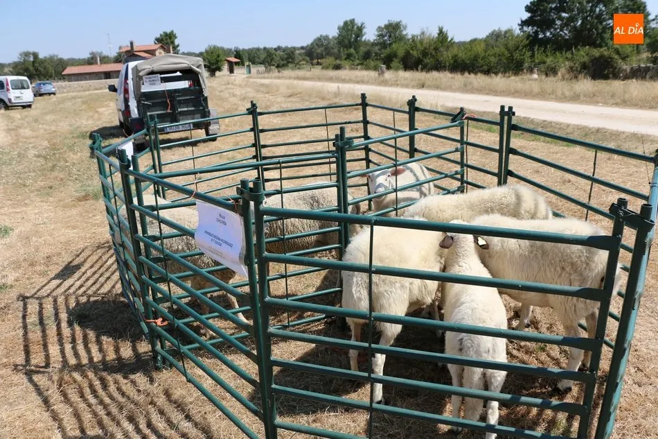 Foto 5 - La calidad se impone en la Feria Agroalimentaria de Peralejos de Abajo  
