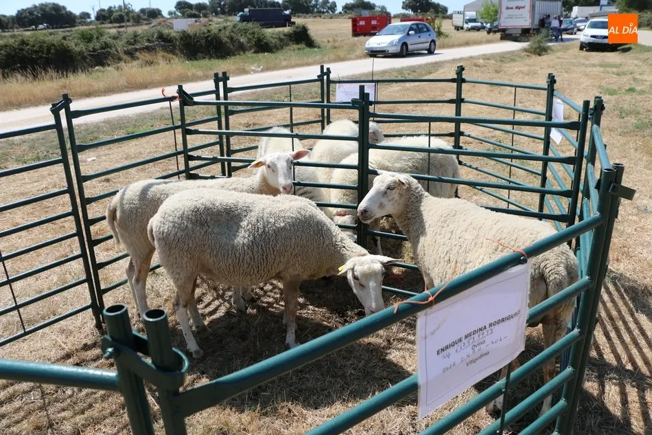 Foto 4 - La calidad se impone en la Feria Agroalimentaria de Peralejos de Abajo  