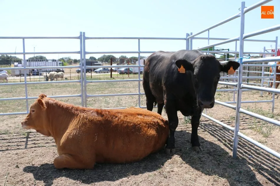 Foto 2 - La calidad se impone en la Feria Agroalimentaria de Peralejos de Abajo  