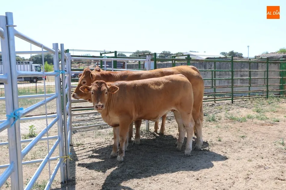 La calidad se impone en la Feria Agroalimentaria de Peralejos de Abajo  