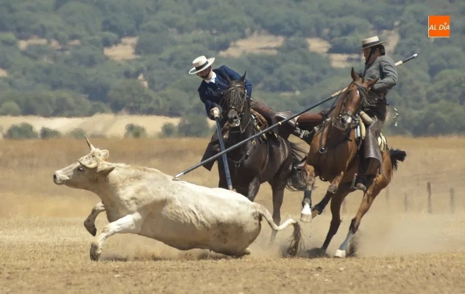 Una de las colleras en plena competición en el corredero de Casasola | Fotos Adrián Martín