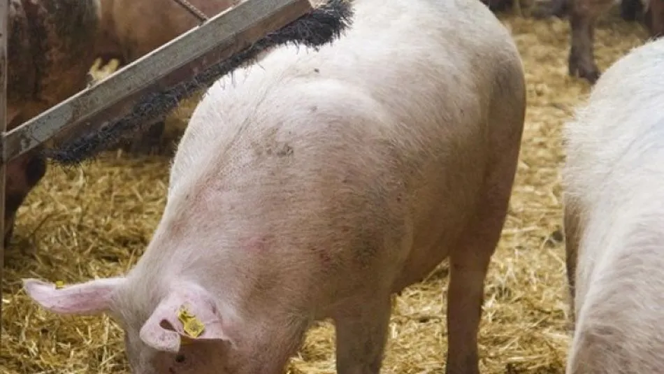 Lechones en una explotación ganadera / Agronews