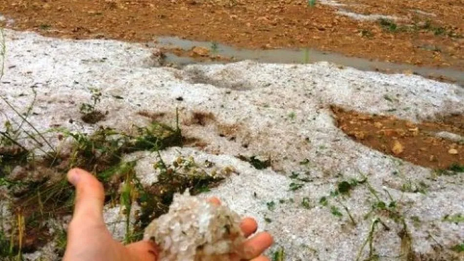Daños por el pedrisco en Castilla y León. Foto: Agronews