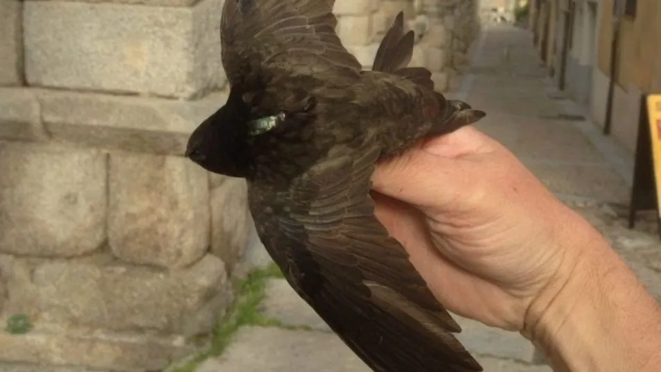 La organización, que ha contado con la colaboración del colectivo Atthis y de la Universidad de Lund de Suecia, apunta que estos dispositivos, de tan solo un gramo de peso, son capaces de tomar la posición del ave unas 6 veces al día