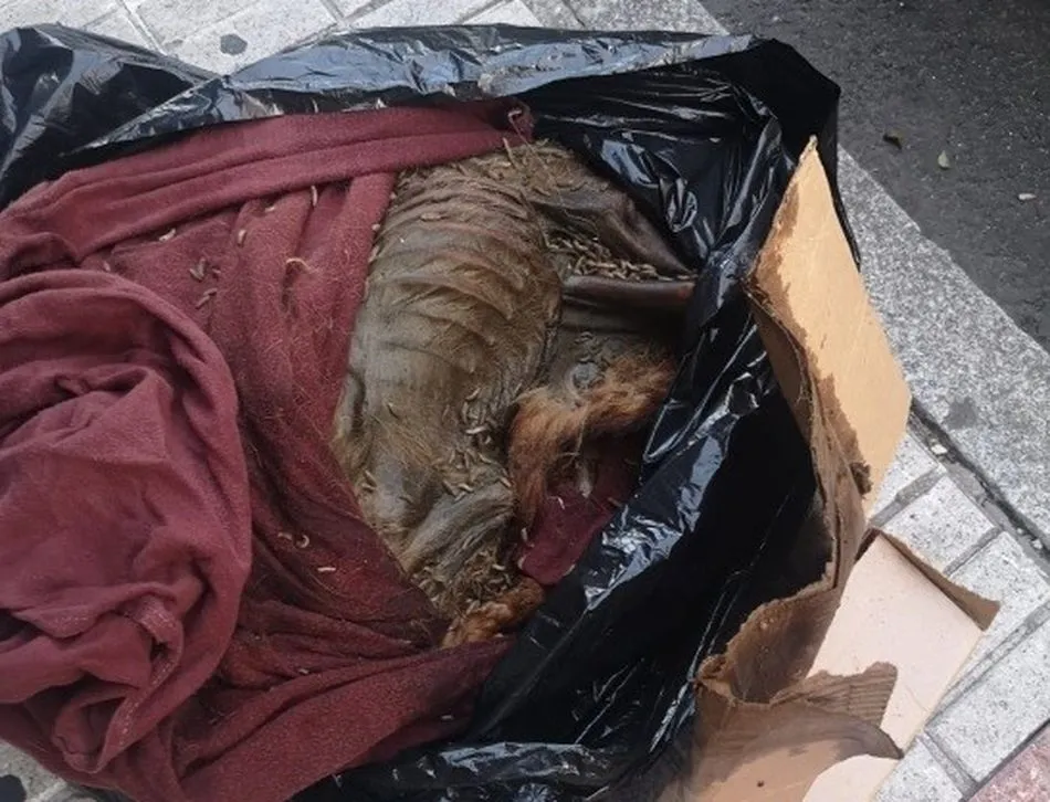 Detenida una mujer por no cuidar a sus animales domésticos y no alimentarlos  