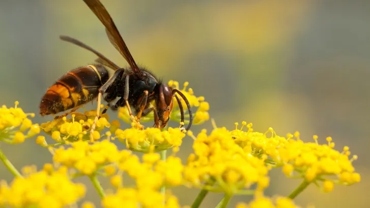 La avispa velutina o asiática es una especie exótica de China
