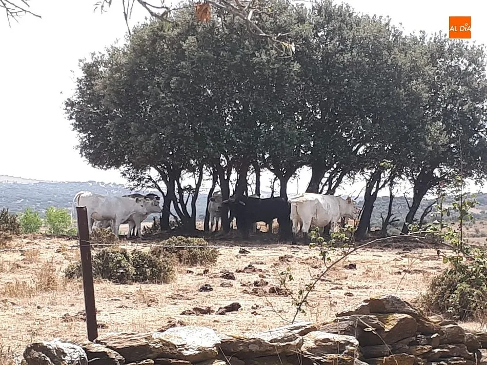 El toro junto a las vacas con las que se refugió