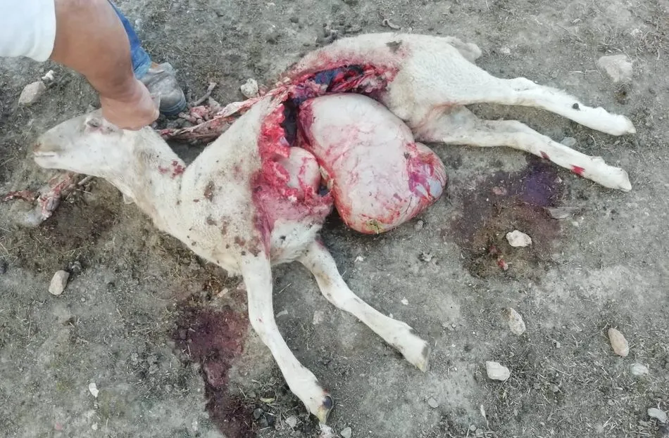 Foto 3 - Ataque de c&aacute;nidos en tres explotaciones de ovino de Hinojosa  
