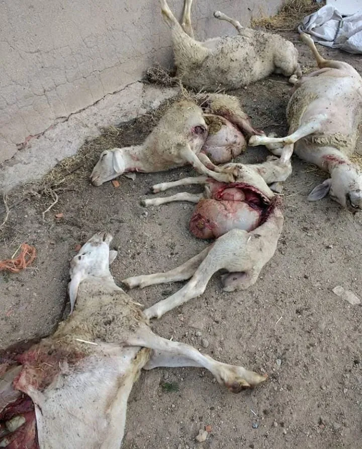 Foto 2 - Ataque de c&aacute;nidos en tres explotaciones de ovino de Hinojosa  