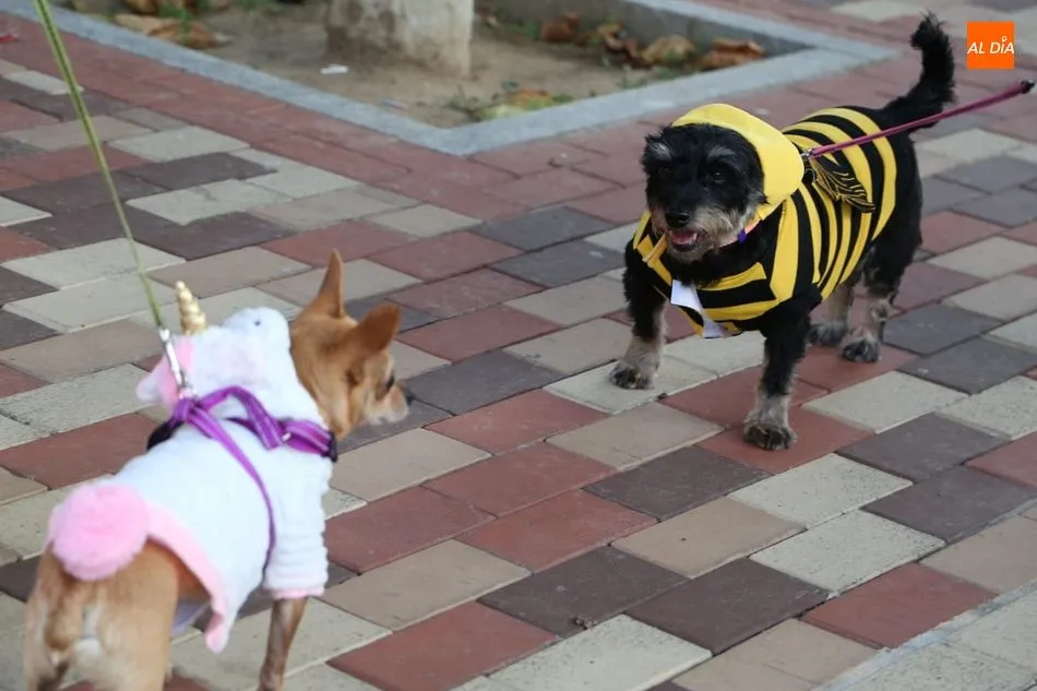 Foto 6 - Las mascotas desfilan atrayendo las miradas en Villamayor