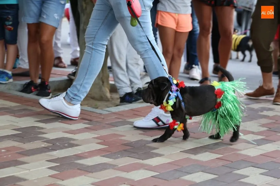 Foto 5 - Las mascotas desfilan atrayendo las miradas en Villamayor