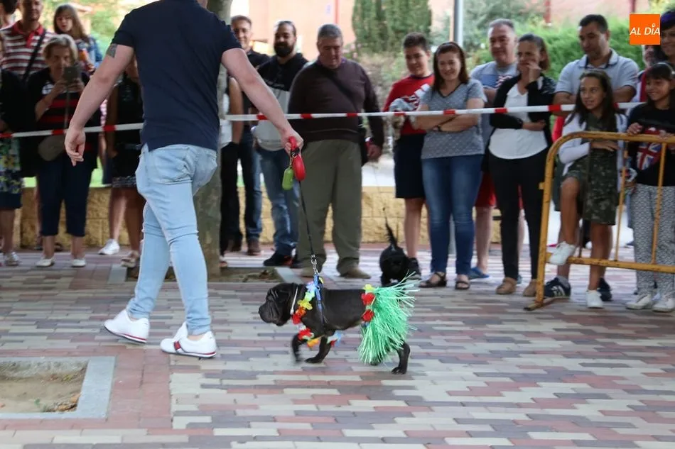 Foto 2 - Las mascotas desfilan atrayendo las miradas en Villamayor