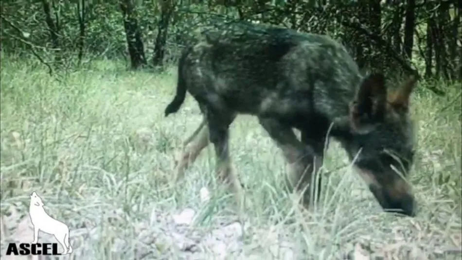 Lobezno capturado en el norte de Burgos