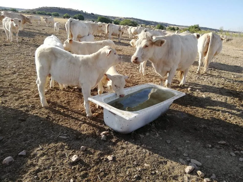 Foto 6 - &ldquo;Las p&eacute;rdidas de la provincia de Salamanca por la sequ&iacute;a superan los 80 millones de euros&rdquo;