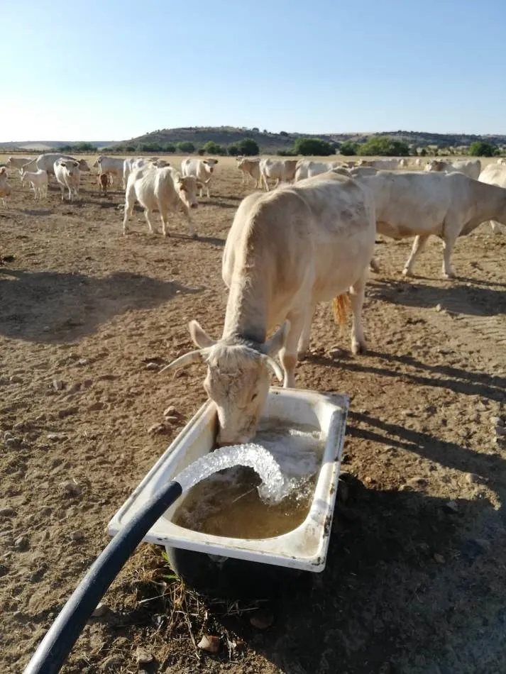 Foto 3 - &ldquo;Las p&eacute;rdidas de la provincia de Salamanca por la sequ&iacute;a superan los 80 millones de euros&rdquo;