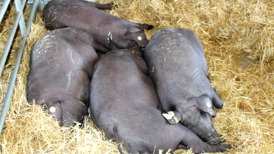 Ejemplares de porcino ibérico en Salamanca. Foto de archivo de Agronews Castilla y León