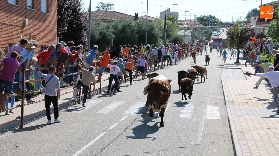 Imagen de uno de los encierros celebrados el año pasado / CORRAL