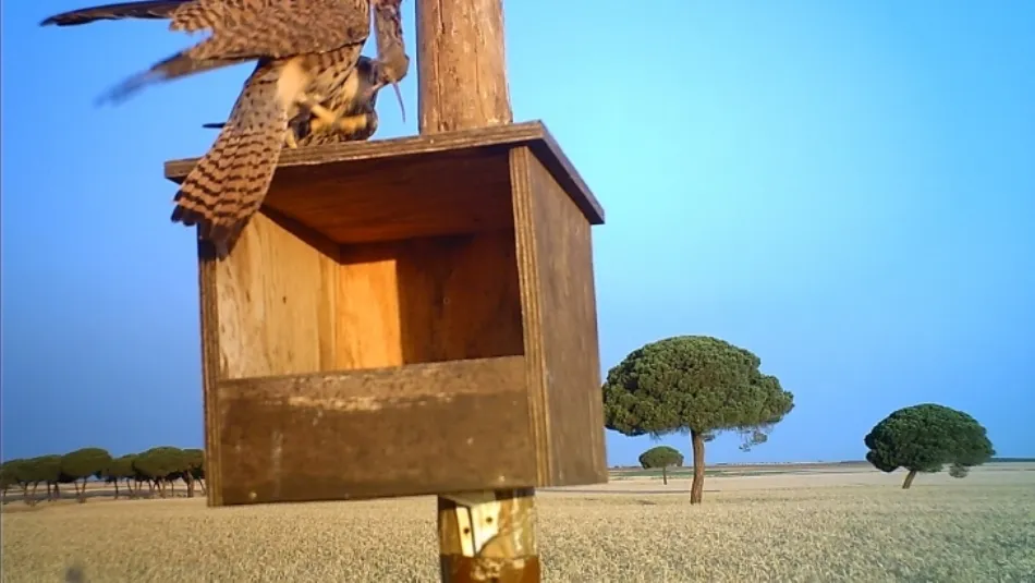 Una de las cajas-nido instaladas para las rapaces en la provincia de Valladolid. Foto de Agronews Castilla y León