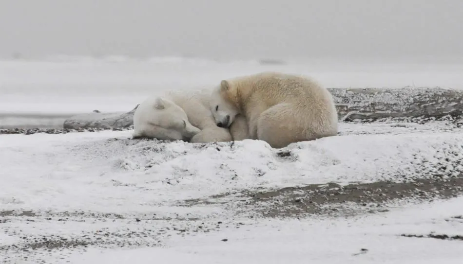 Históricamente, septiembre es el mes en el que se observa la menor capa de hielo del Océano Ártico durante el año posterior al corto verano polar. Foto de Michael Miller / Europa Press