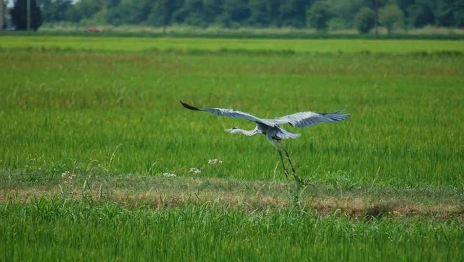 La oferta turística de la Comunidad en esta materia estará presente en Birdfair con un expositor promocional