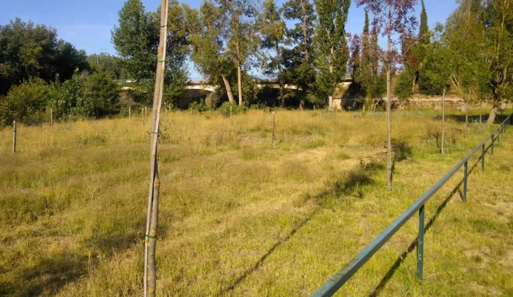 Árboles plantados entre puentes