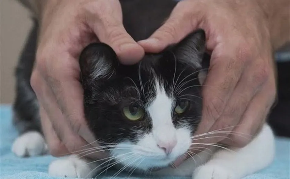 Revocada la condena a un hombre en Valladolid por dejar escapar el gato de su expareja  