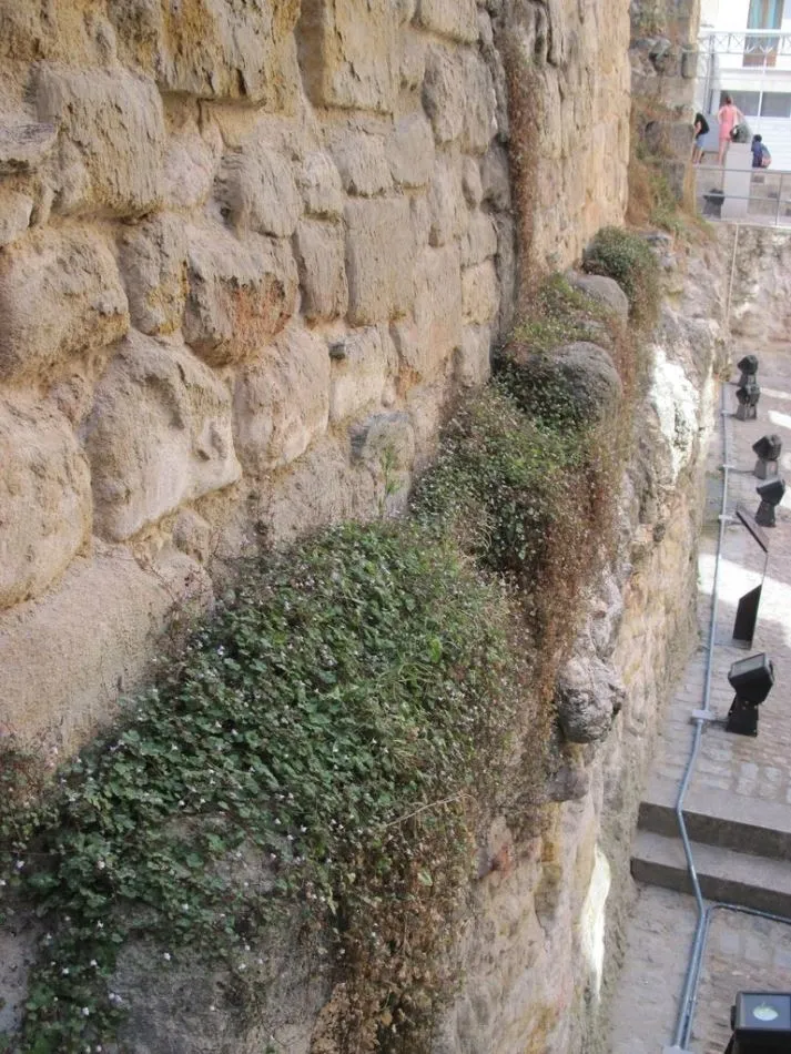 Foto 9 - Ciudadanos por la Defensa del Patrimonio pide m&aacute;s limpieza en la Cueva de Salamanca