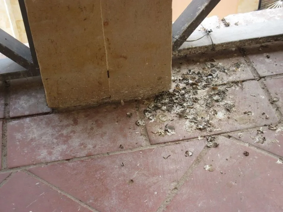Foto 2 - Ciudadanos por la Defensa del Patrimonio pide m&aacute;s limpieza en la Cueva de Salamanca