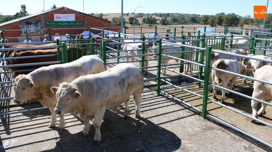 Aunque el número de animales fue escaso, cabe destacar la calidad de los ejemplares de limusín y charolés / CORRAL