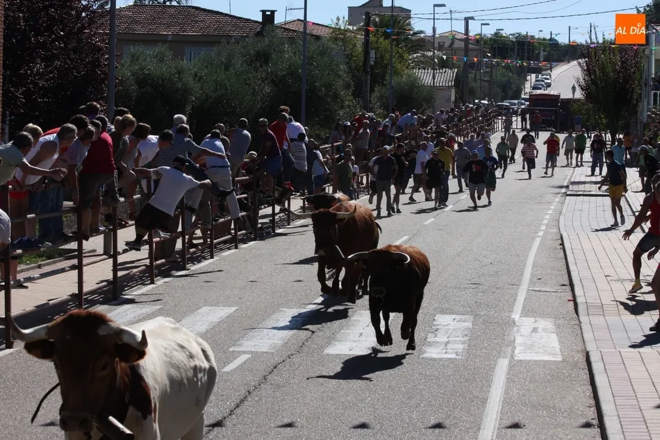 Foto 11 - El encierro de Ignacio L&oacute;pez Chaves llena de emoci&oacute;n las calles de Villarino  