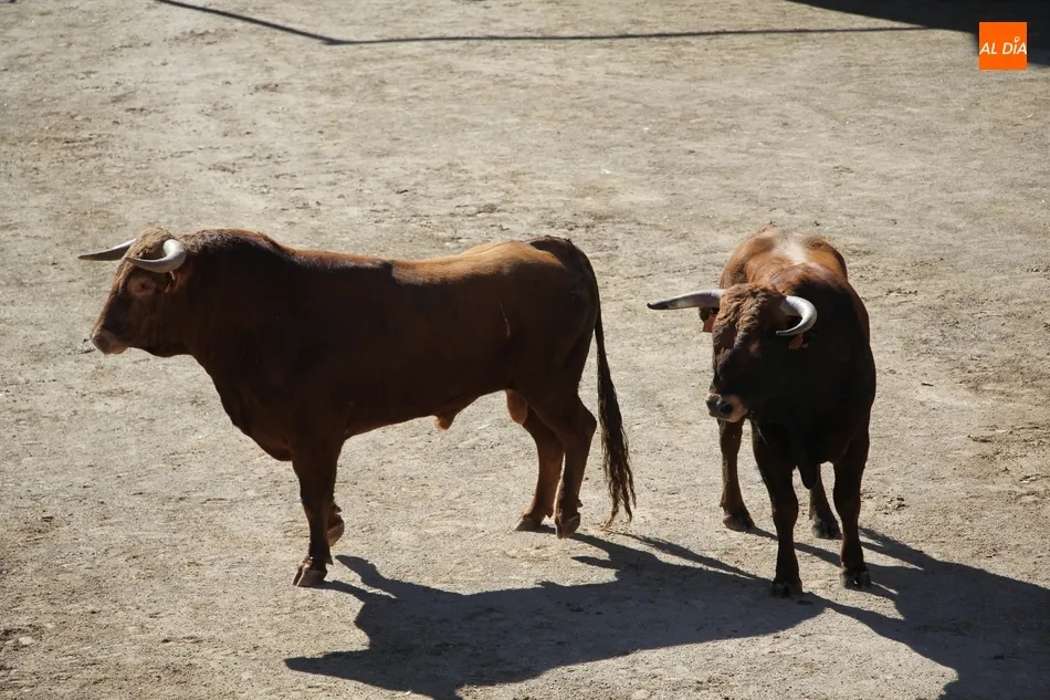 El encierro de Ignacio López Chaves llena de emoción las calles de Villarino  
