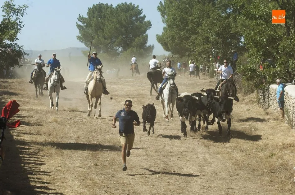 Foto 11 - Las vacas se hacen las remolonas a la hora de entrar en la plaza en las fiestas de Casillas  