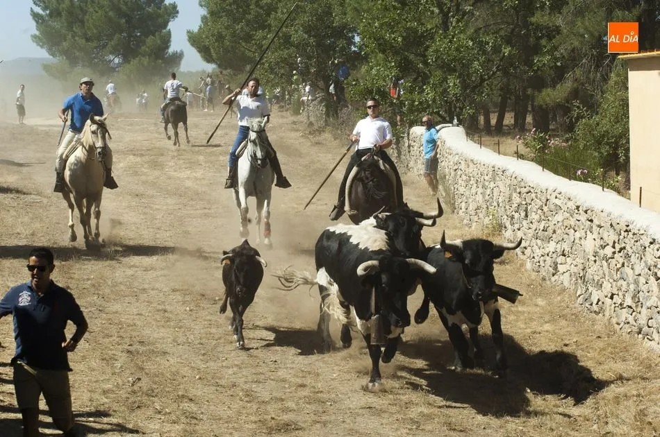 Foto 10 - Las vacas se hacen las remolonas a la hora de entrar en la plaza en las fiestas de Casillas  