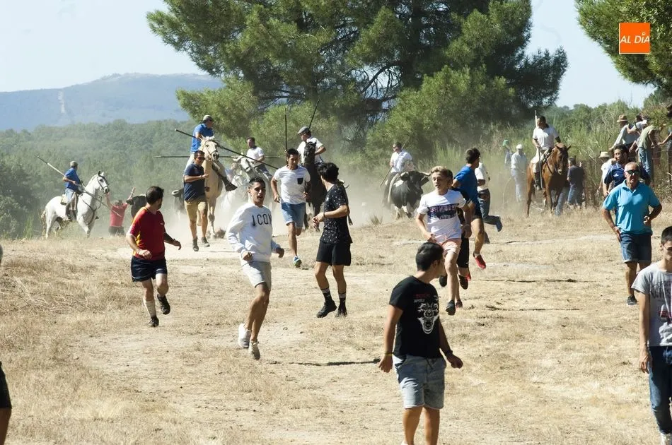 Foto 8 - Las vacas se hacen las remolonas a la hora de entrar en la plaza en las fiestas de Casillas  