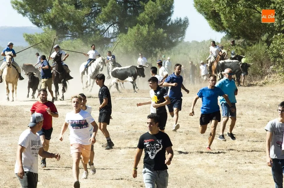 Foto 7 - Las vacas se hacen las remolonas a la hora de entrar en la plaza en las fiestas de Casillas  