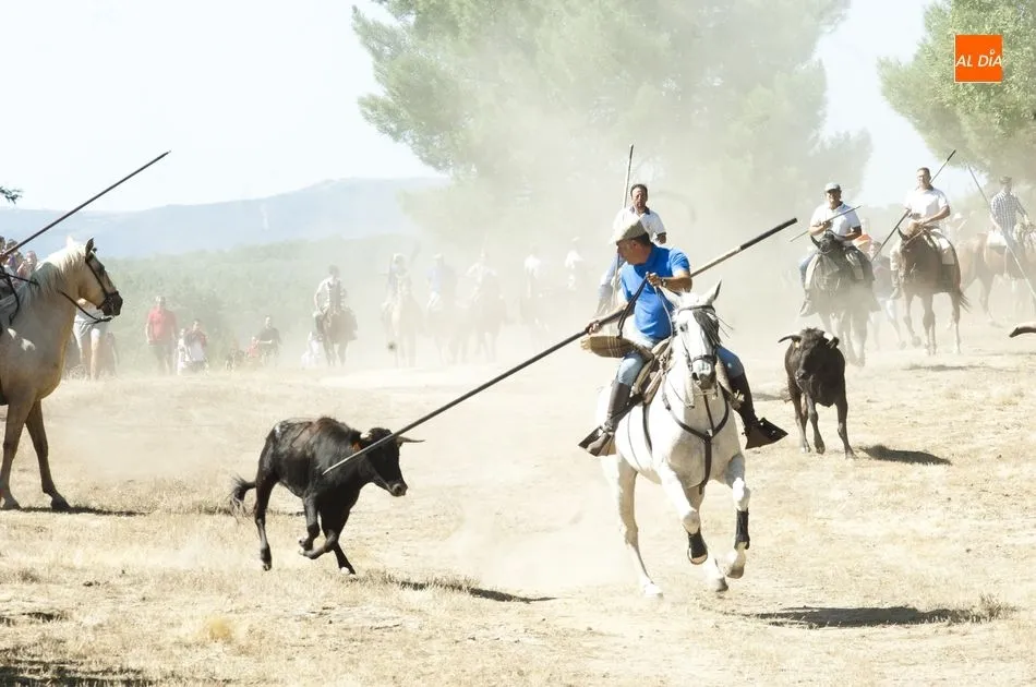 Foto 4 - Las vacas se hacen las remolonas a la hora de entrar en la plaza en las fiestas de Casillas  