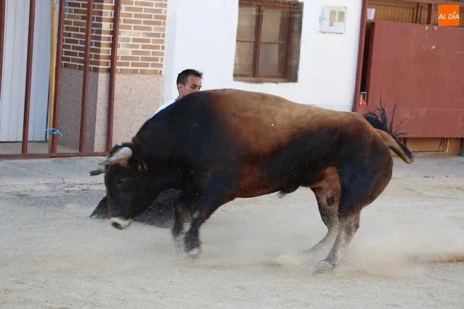 Foto 10 - La suelta de novillos de Babilafuente finaliza sin incidentes