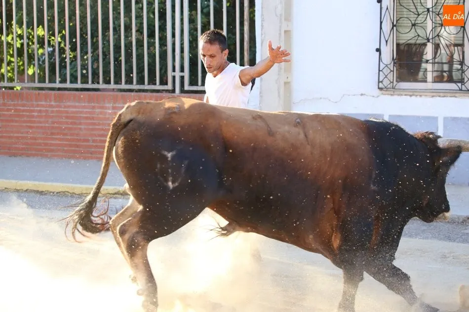 Foto 7 - La suelta de novillos de Babilafuente finaliza sin incidentes