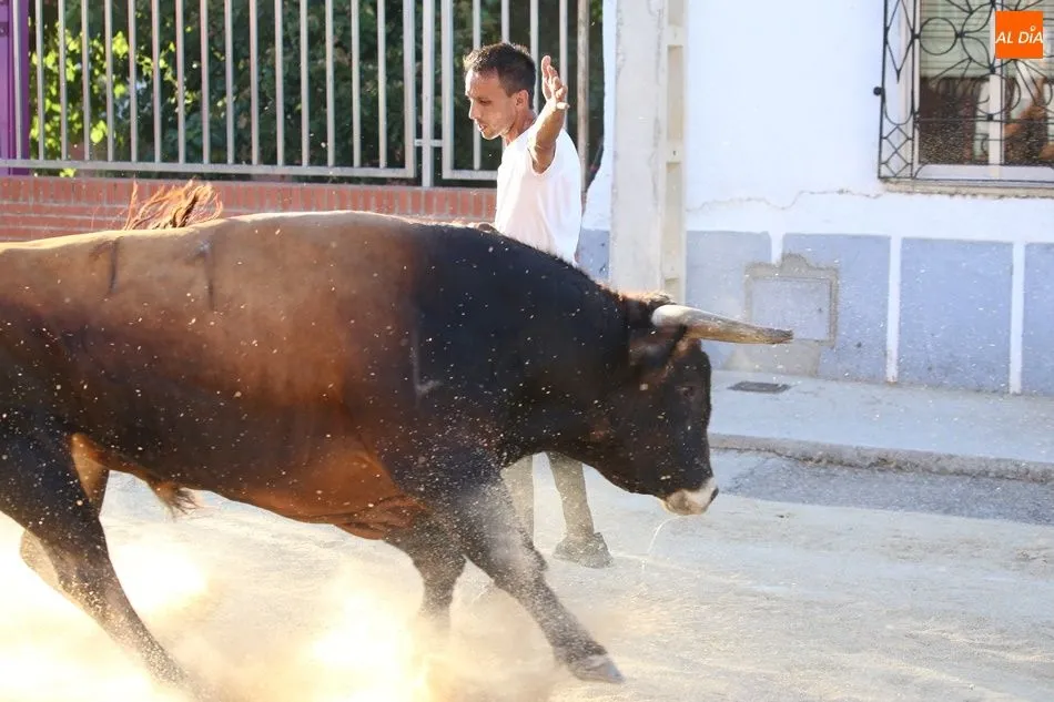 Foto 5 - La suelta de novillos de Babilafuente finaliza sin incidentes