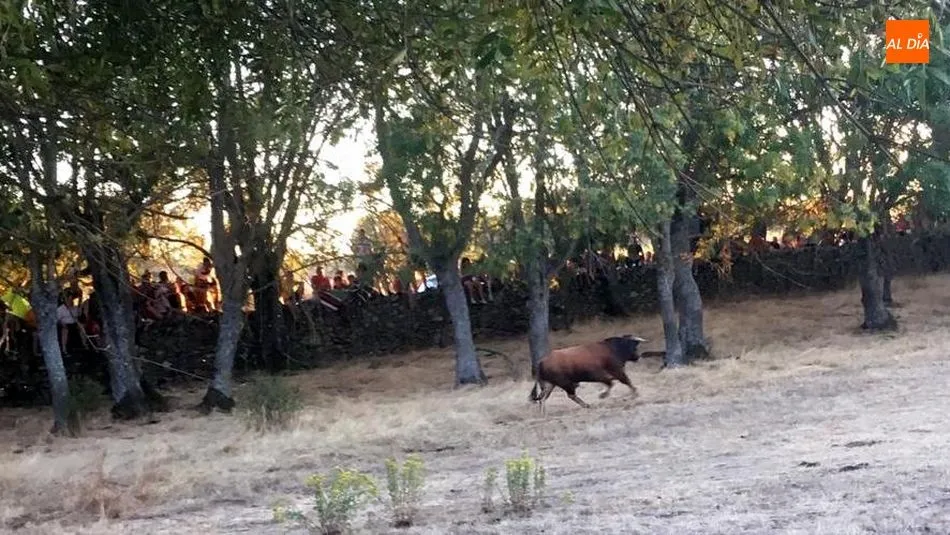 Foto 2 - Gran animaci&oacute;n en la noche del &lsquo;s&aacute;bado pre-fiestas&rsquo; de Toros de Lumbrales