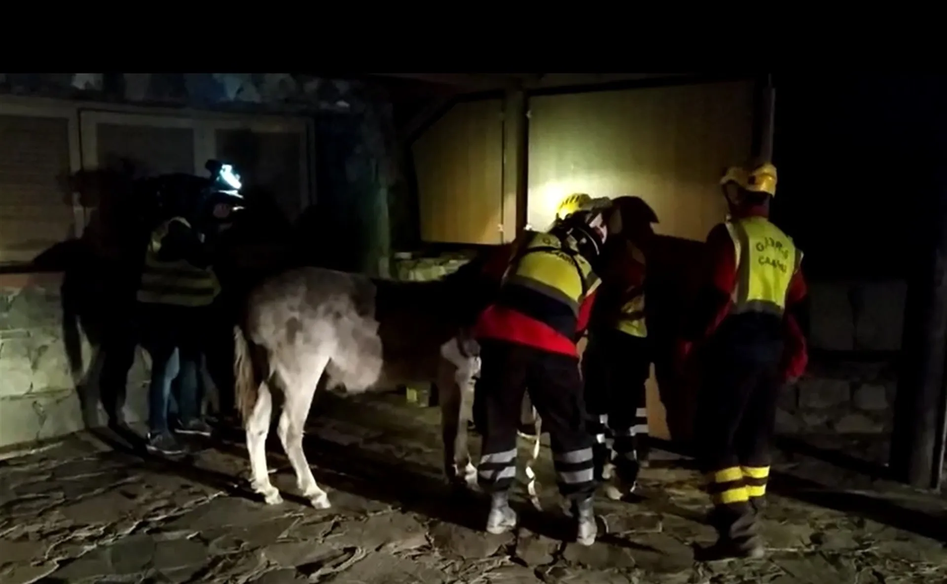 Los servicios de extinción han conseguido salvar a la burra de las llamas / LEALES.ORG