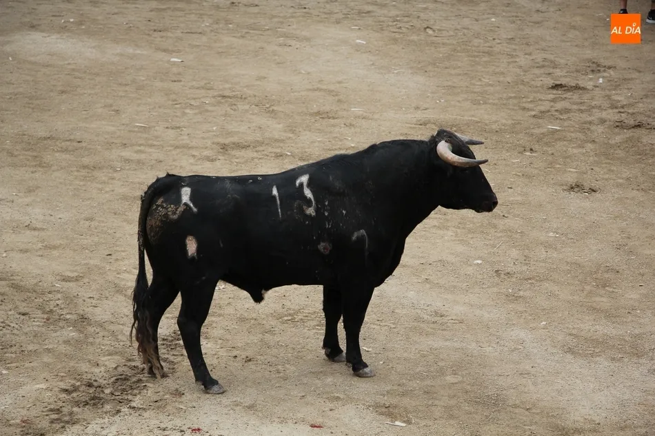 Foto 3 - Peligroso encierro de Valrubio en Villarino con al menos una persona herida
