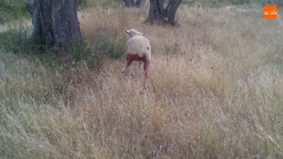 Foto 11 - Se confirma al lobo como autor del ataque en&nbsp;Hinojosa con 11 ovejas muertas y 10 heridas  