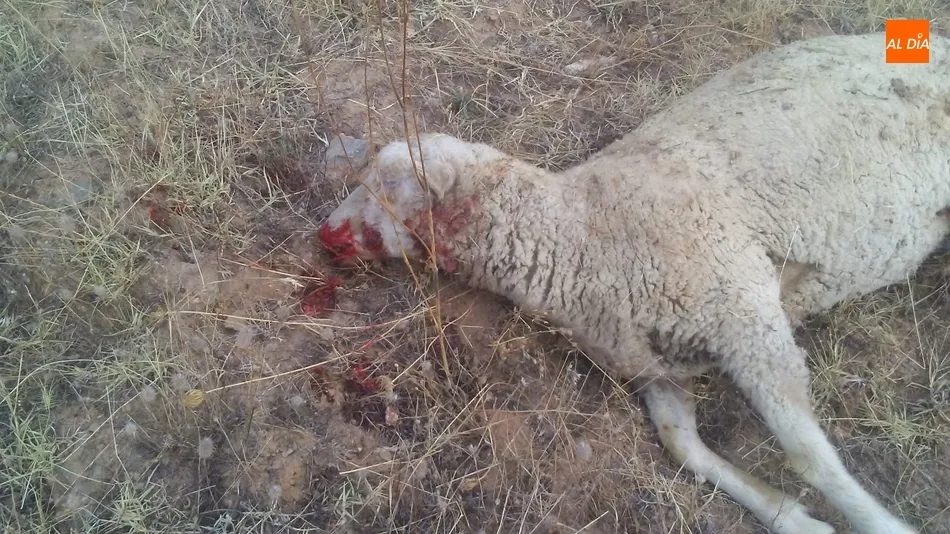 Foto 10 - Se confirma al lobo como autor del ataque en&nbsp;Hinojosa con 11 ovejas muertas y 10 heridas  